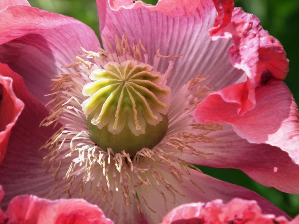 pink opium poppy flower preview