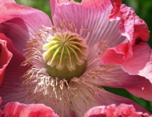 pink opium poppy flower thumbnail