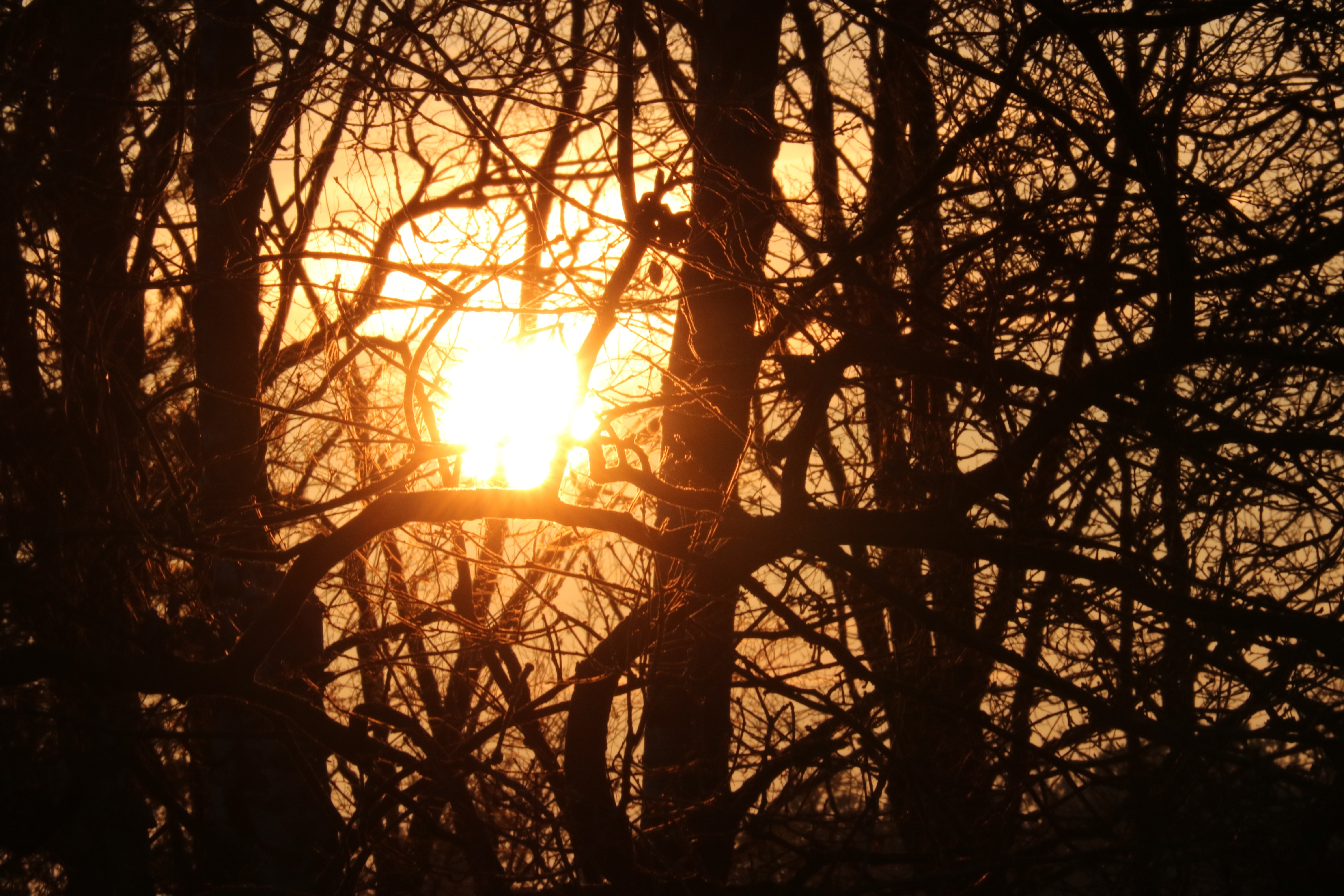"Солнце в лесу". Вечернее солнце в лесу. Солнце в лесу 2019. Вечер лес и солнце картинки. Лес солнце и звезды