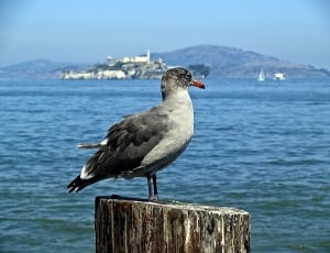 gray and silver seagull thumbnail