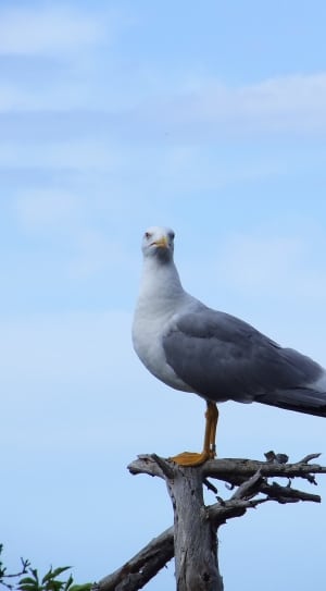 grey and white seagull thumbnail