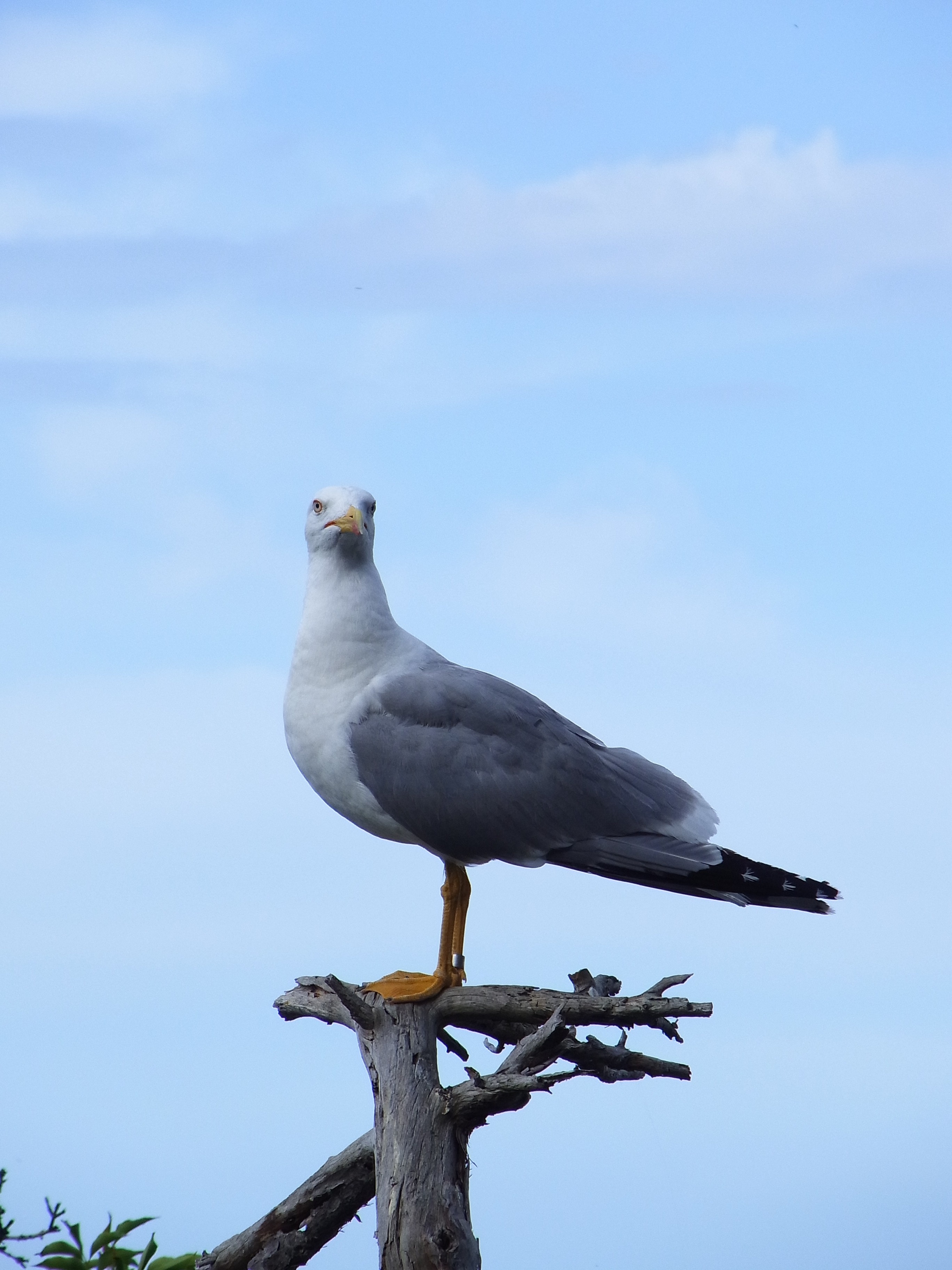 grey and white seagull