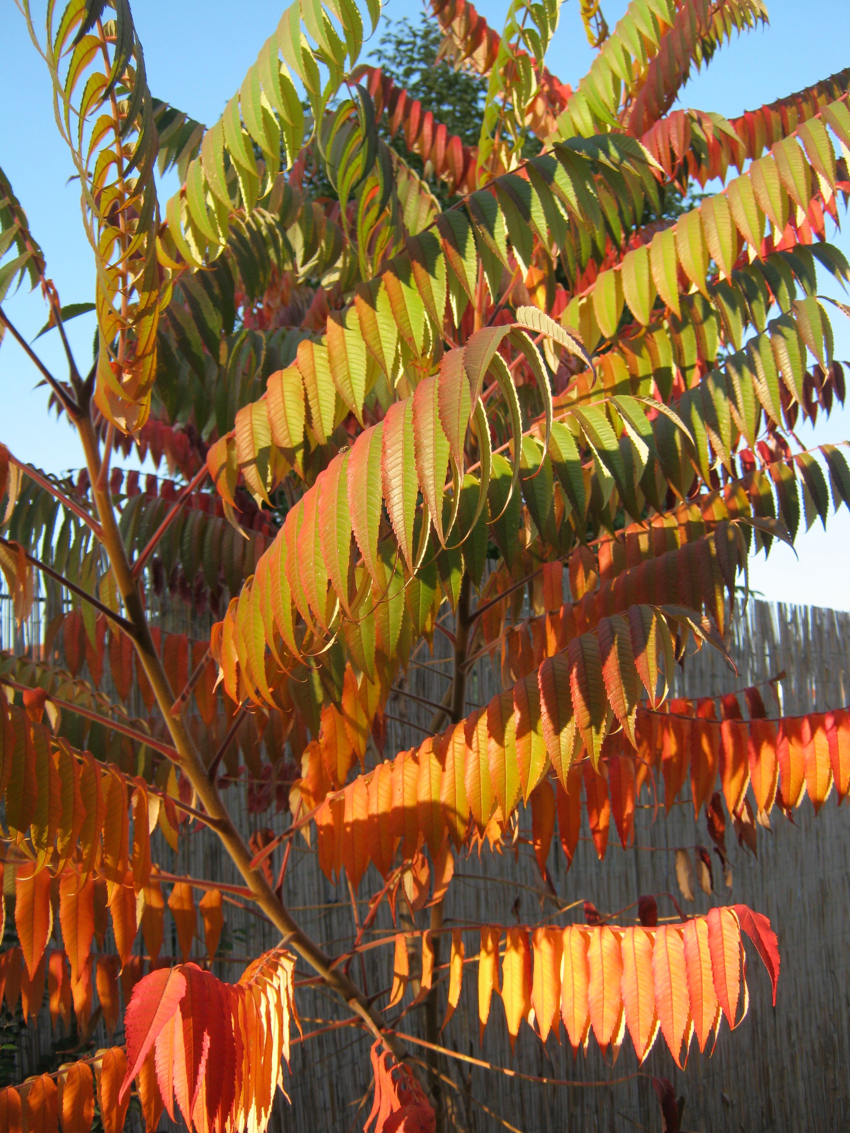 brown and orange leaves