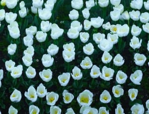 white petaled flower lot thumbnail