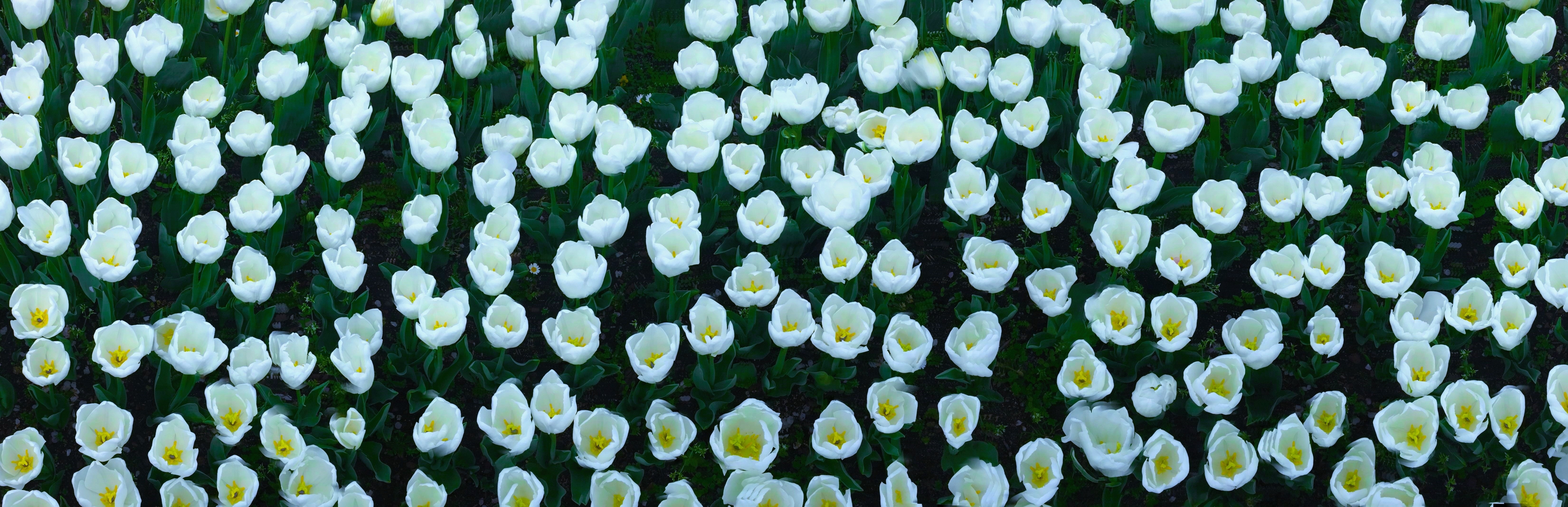 white petaled flower lot