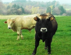 two black and white cows thumbnail