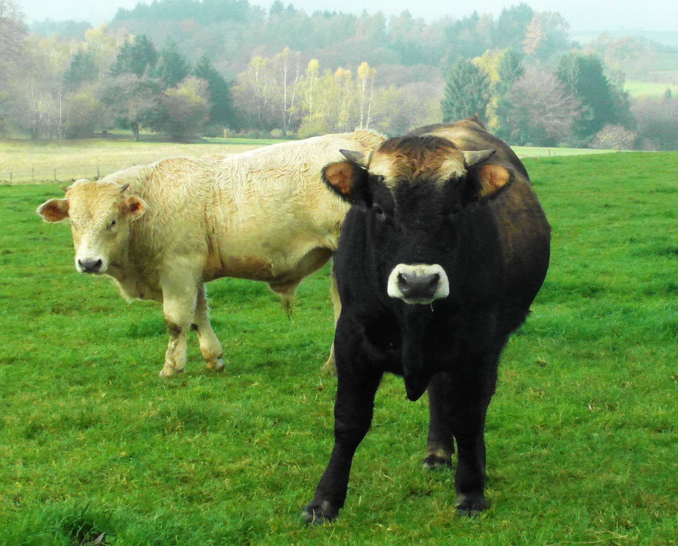 two black and white cows
