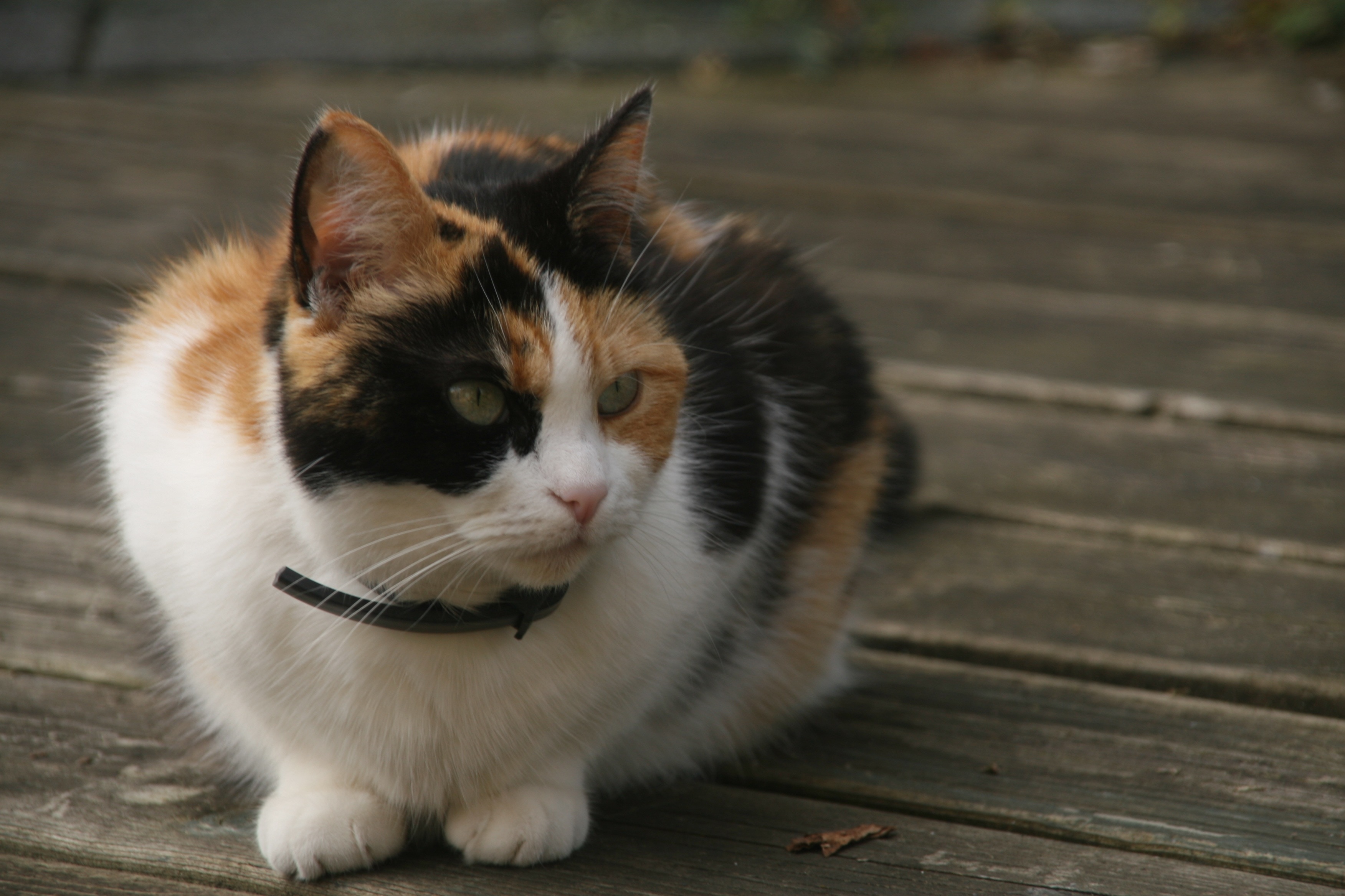 calico cat free image | Peakpx