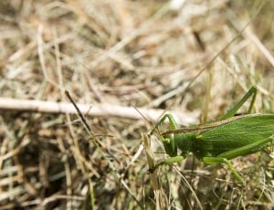 grasshopper thumbnail