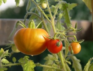 cherry tomato thumbnail