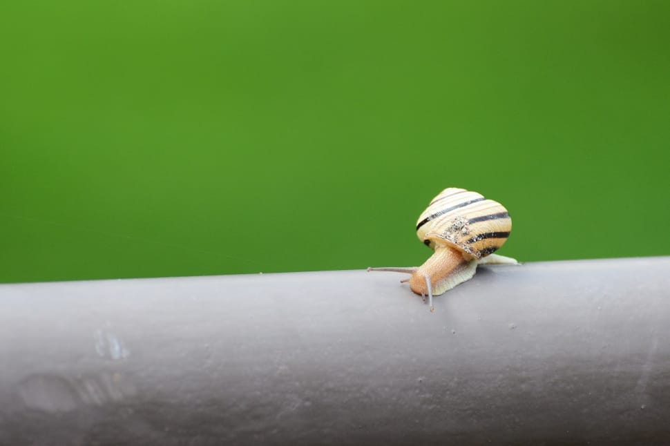black and beige snail preview
