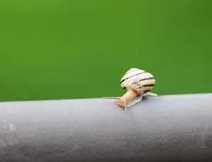 black and beige snail thumbnail