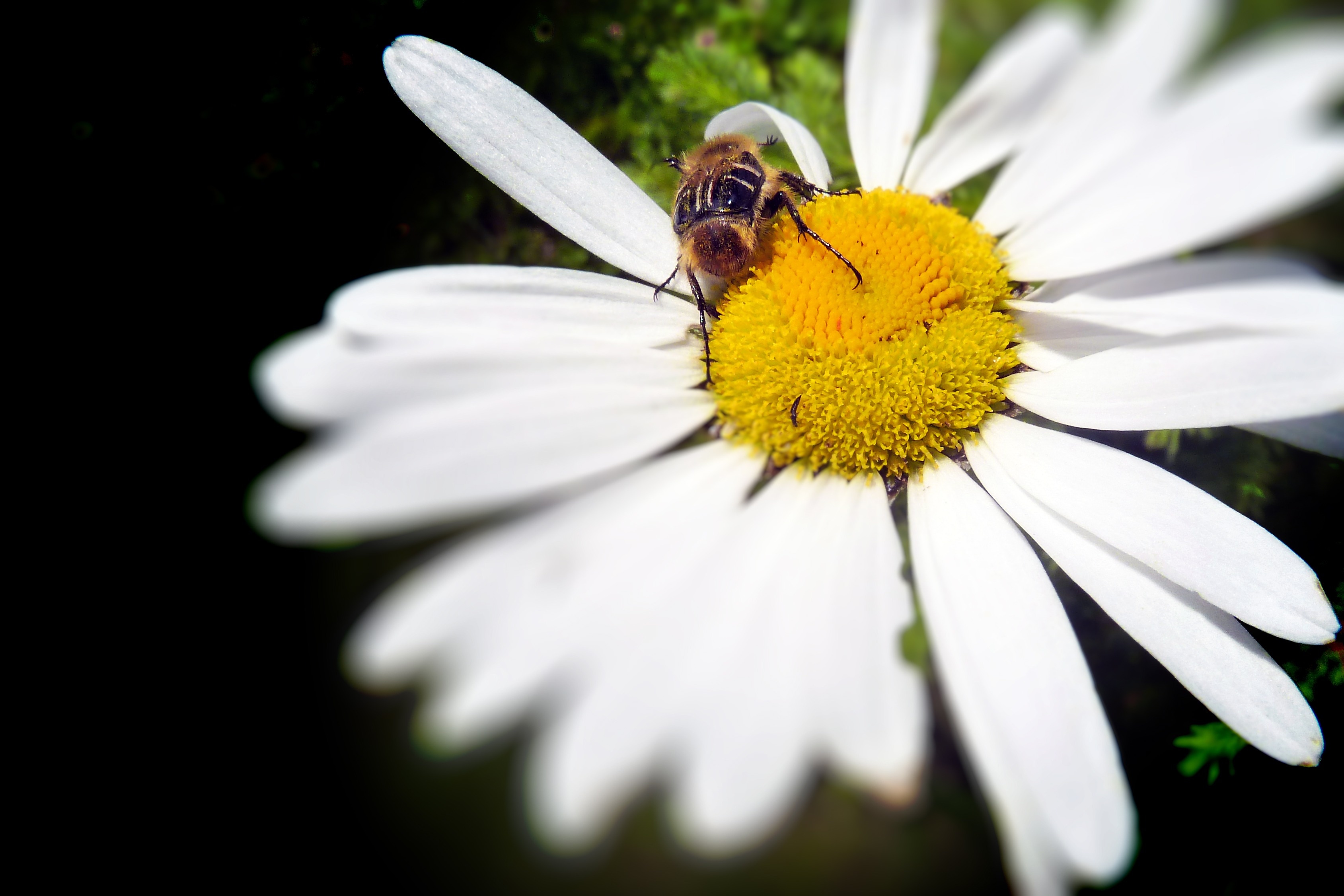 white petaled flower and yellow bee