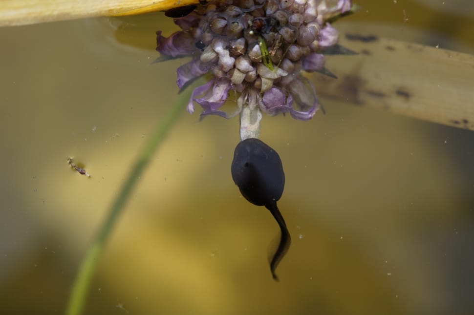 black tadpole preview