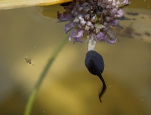 black tadpole thumbnail