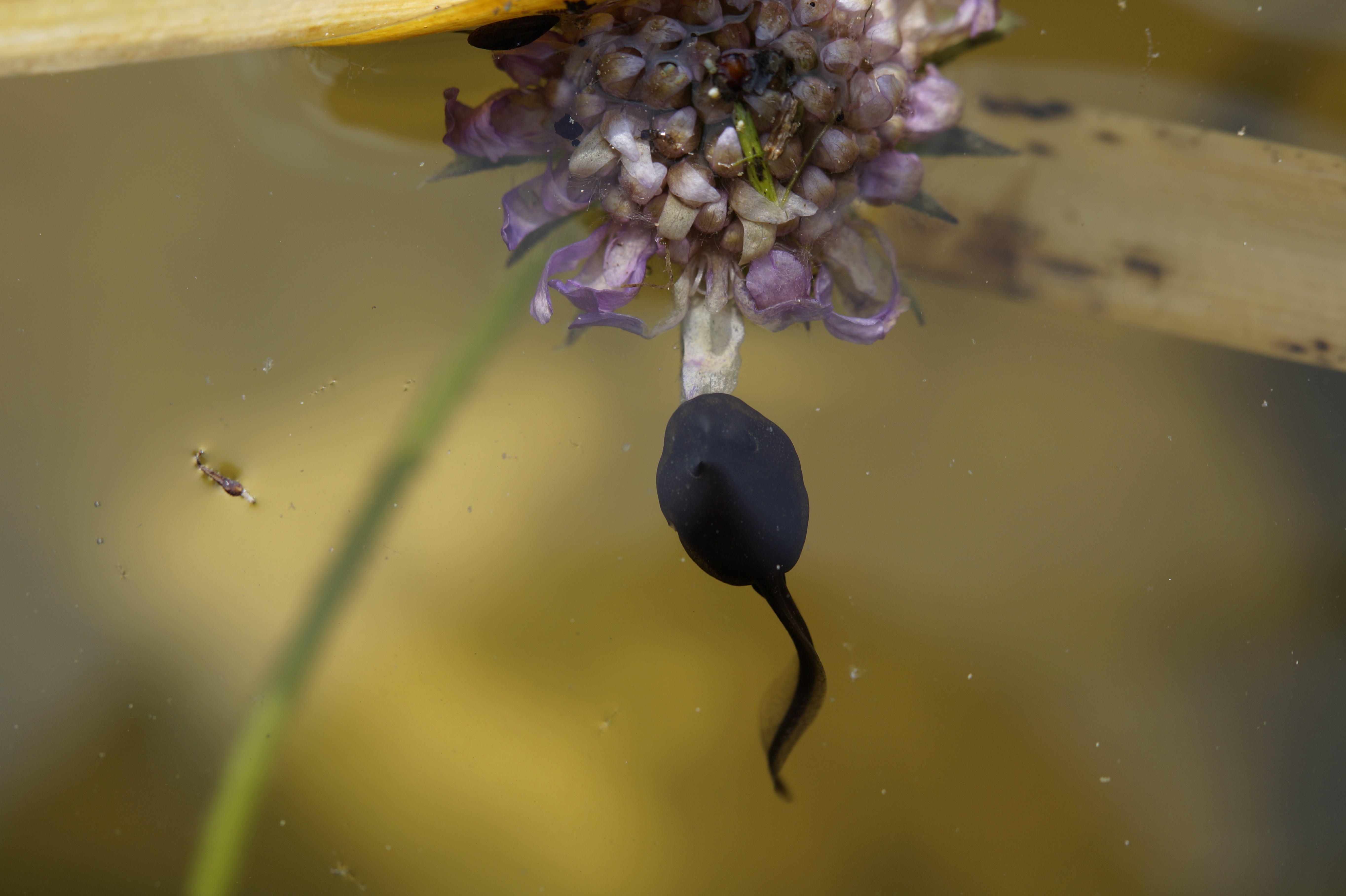 black tadpole