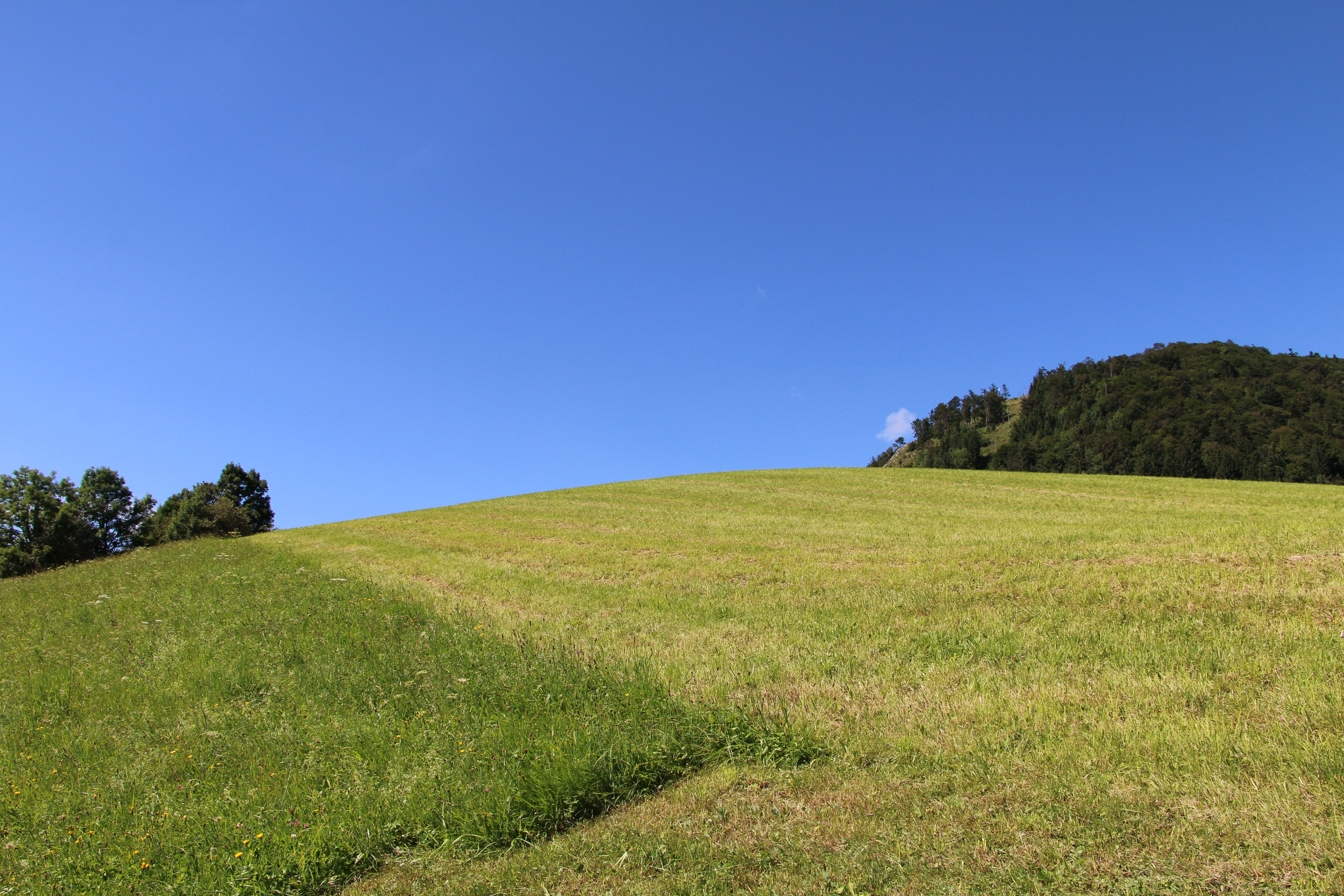 green grass covered hill