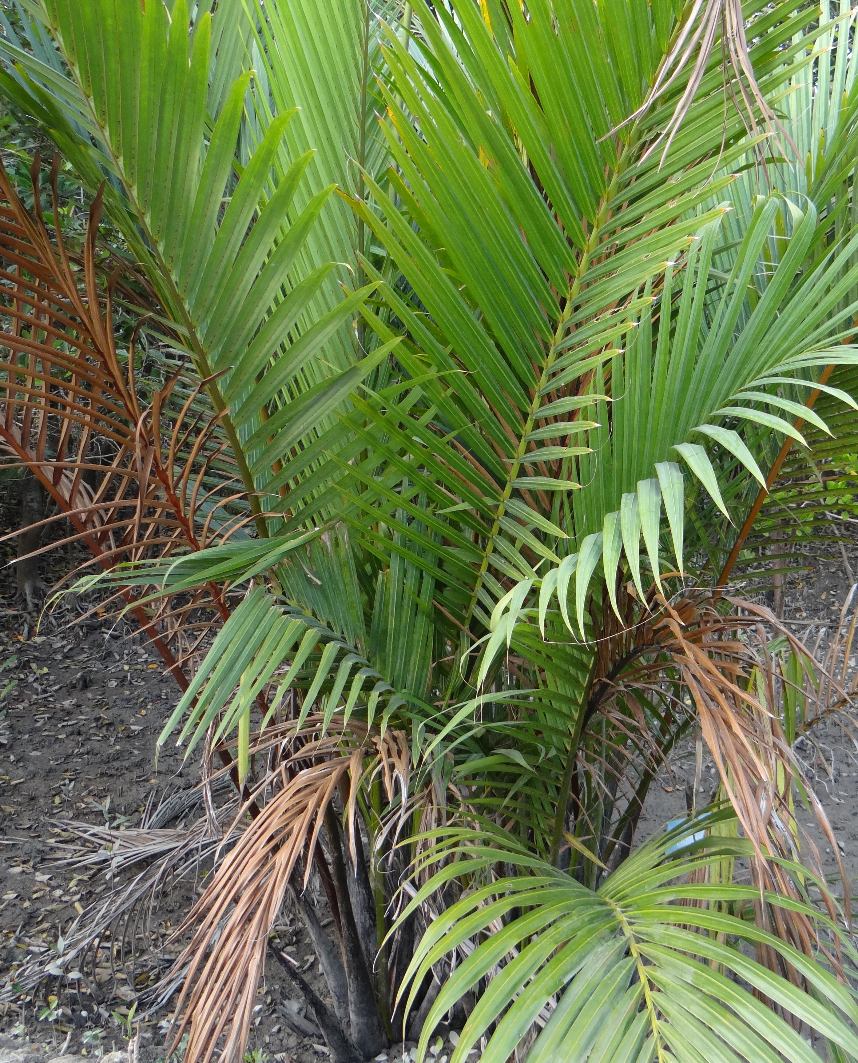 green long narrow plant
