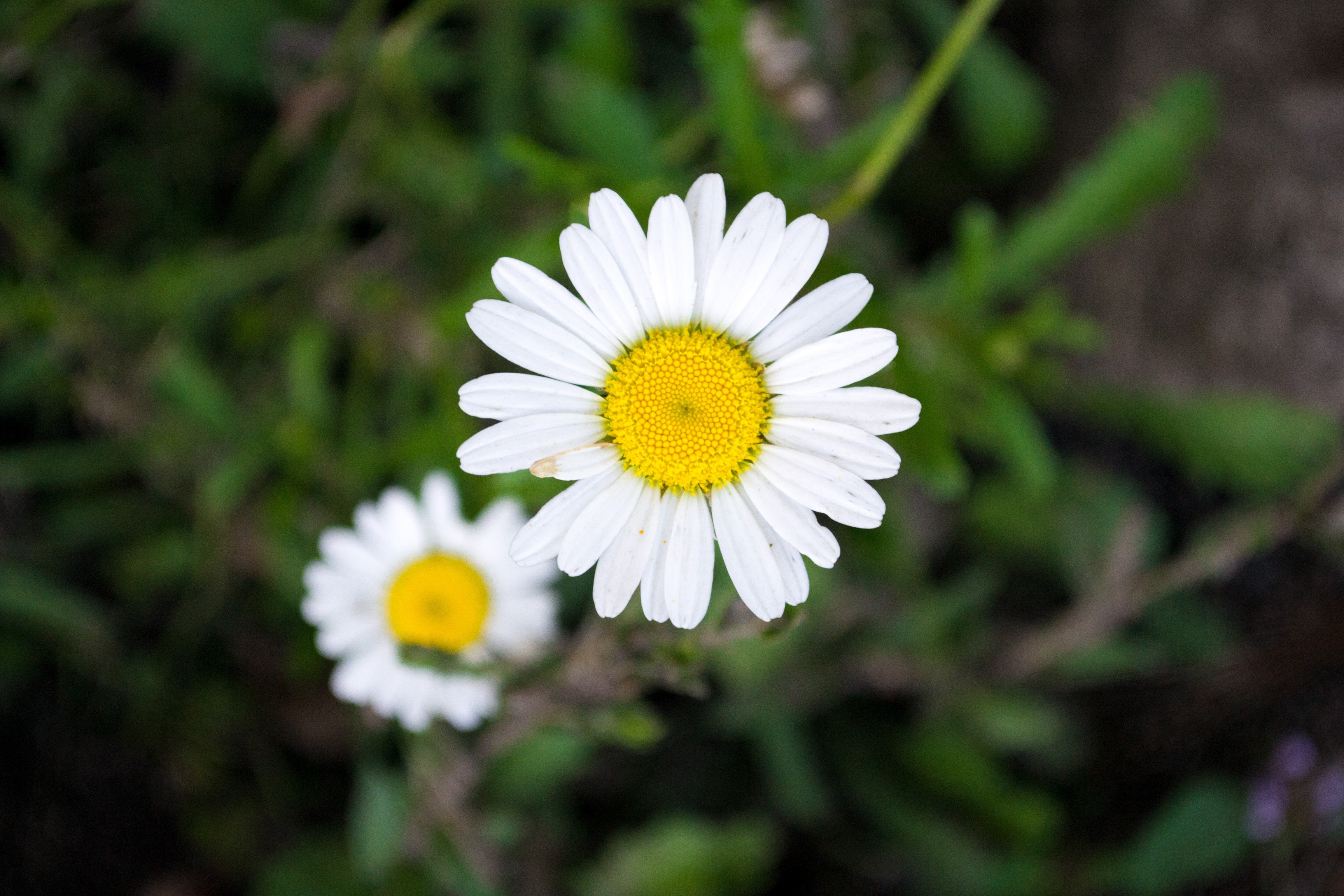 white metal flower