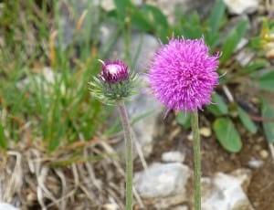 pink and white dandelion flower thumbnail