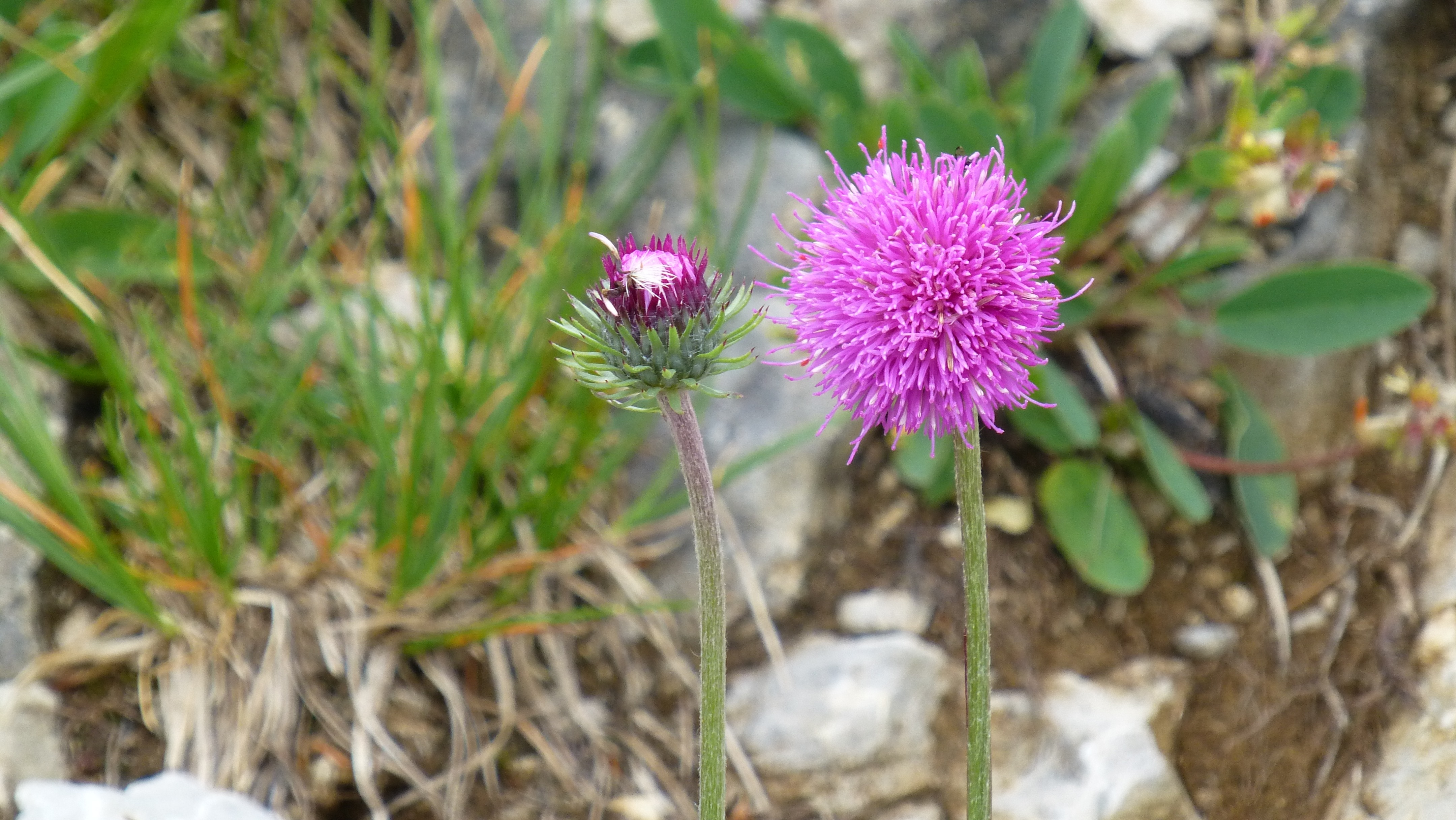 pink and white dandelion flower