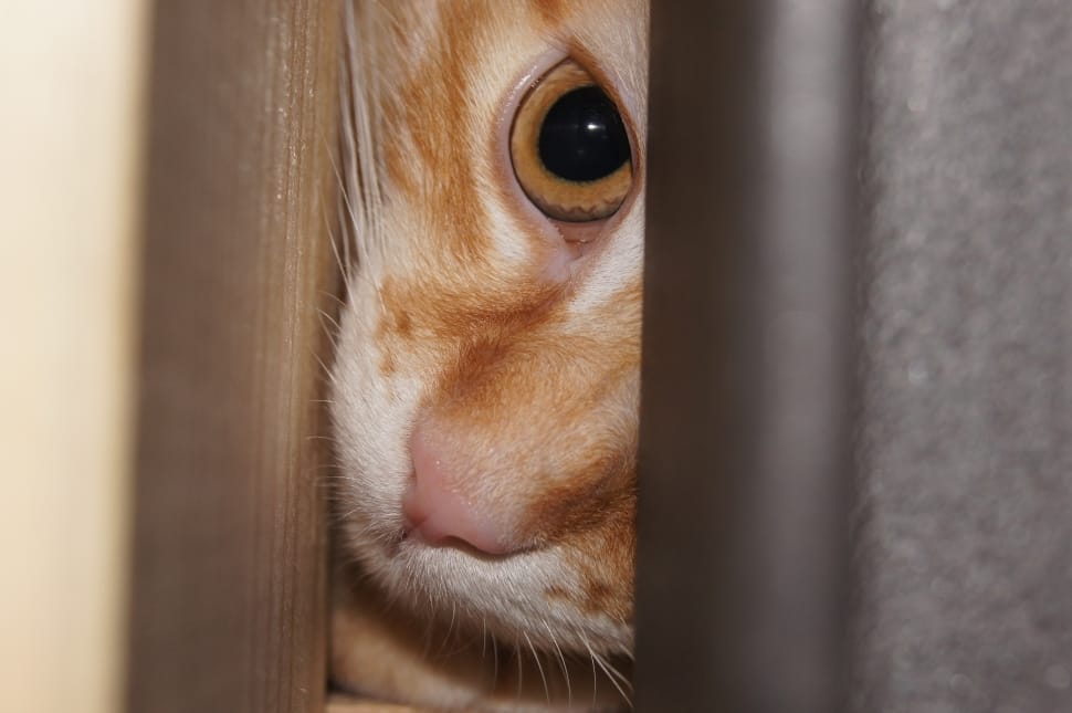 orange tabby cat preview