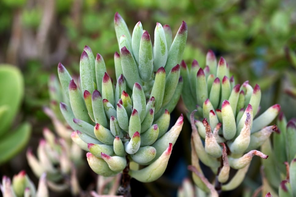 green and red succulent plant preview