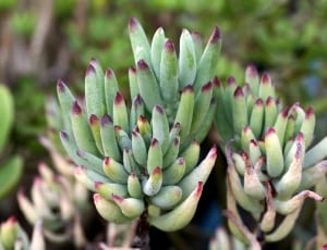 green and red succulent plant thumbnail