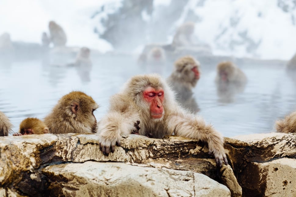 brown monkey on hot spring preview