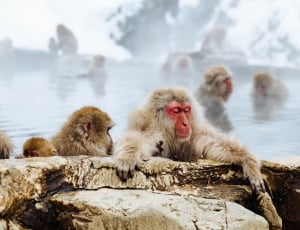 brown monkey on hot spring thumbnail