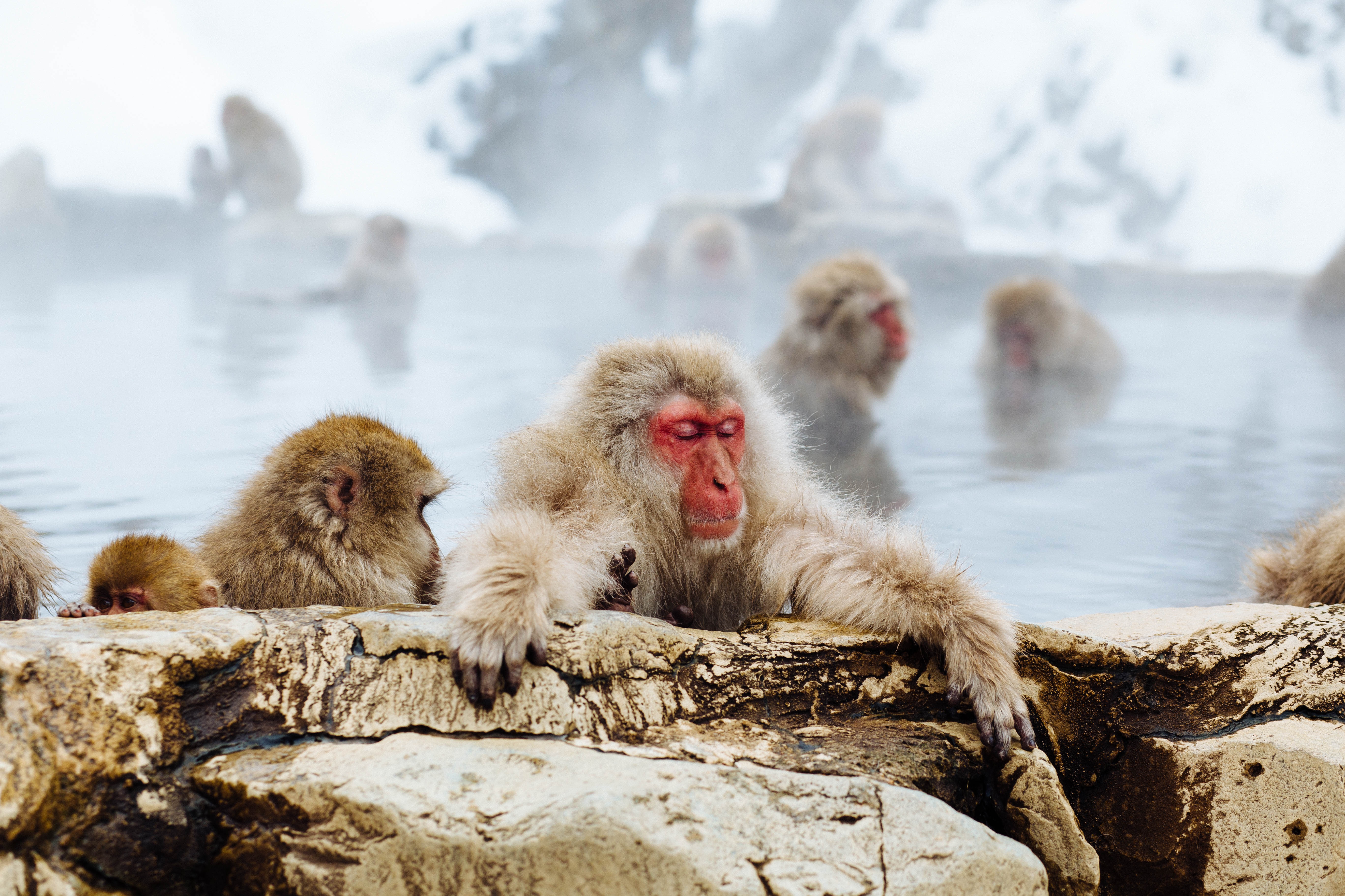 brown monkey on hot spring