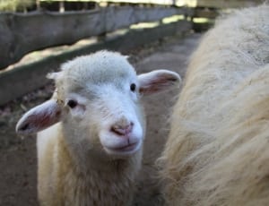 two white sheep and sheep kid during daytime thumbnail
