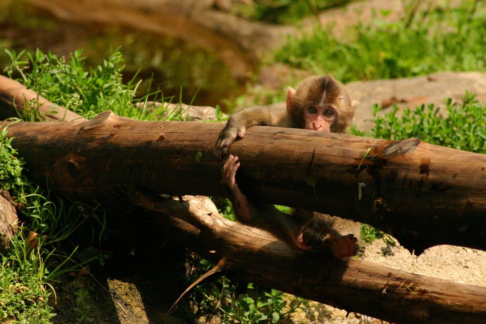 brown Pygmy Monkey hanging on to brown wooden branch preview