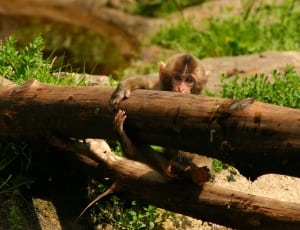 brown Pygmy Monkey hanging on to brown wooden branch thumbnail