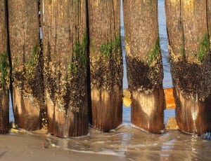 brown wooden tree trunks thumbnail