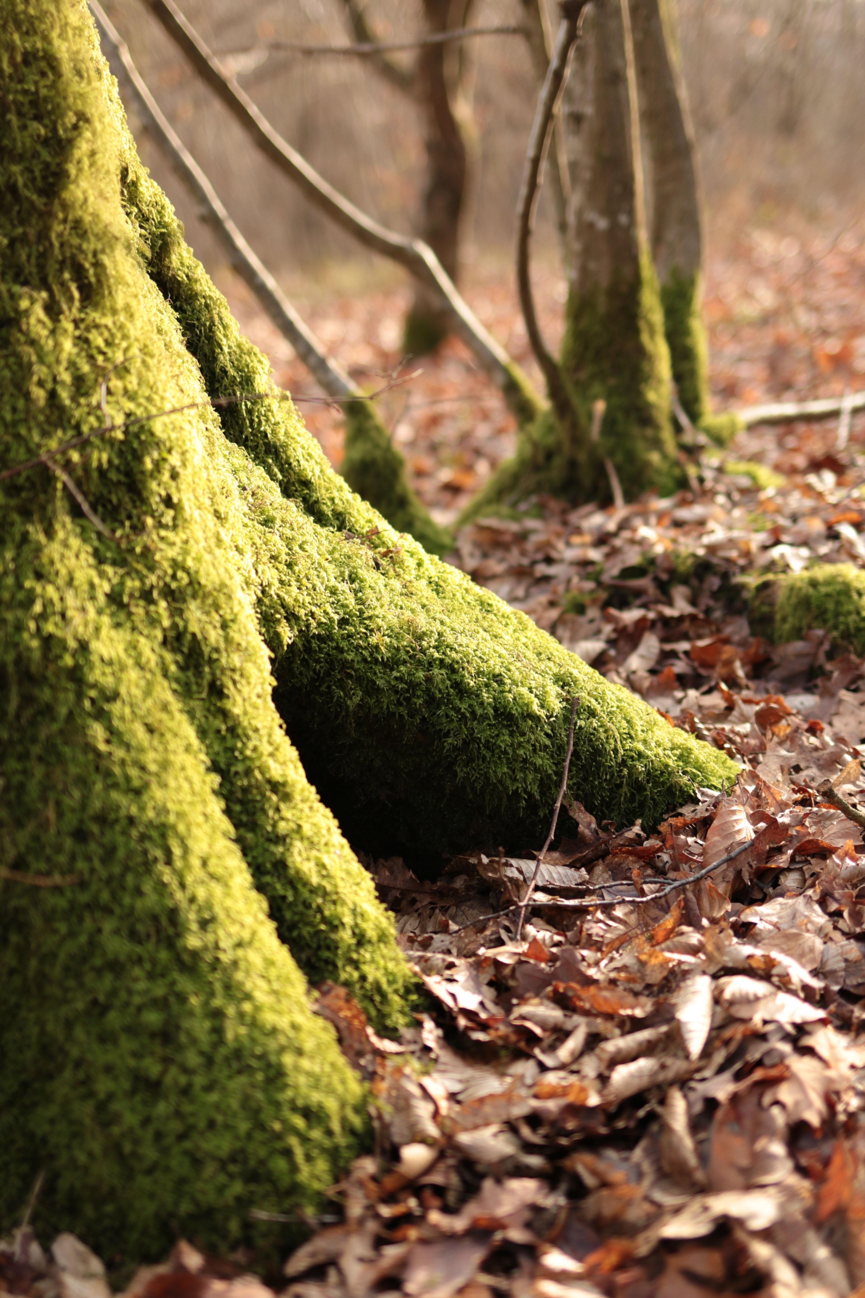green moss on brown tree trunk near withered leaves