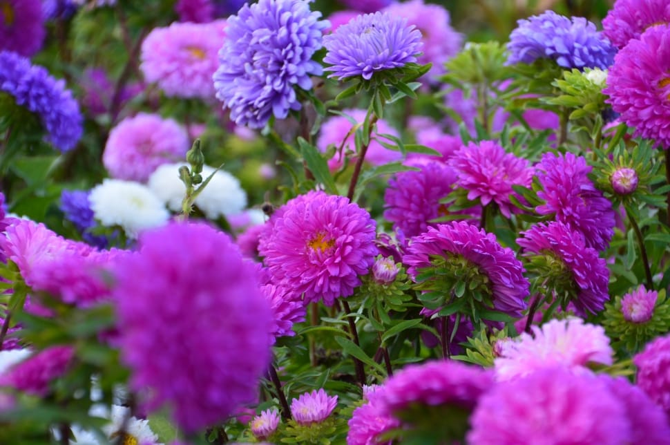 pink and purple flowers preview