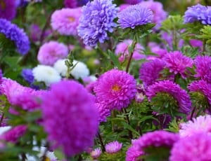 pink and purple flowers thumbnail