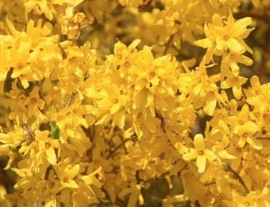 yellow blooming flowers thumbnail