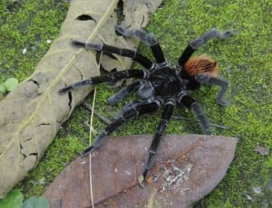 black tarantula thumbnail