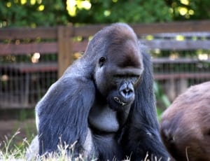 2 gorillas thumbnail