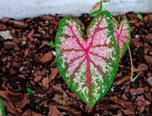 green and pink plant thumbnail