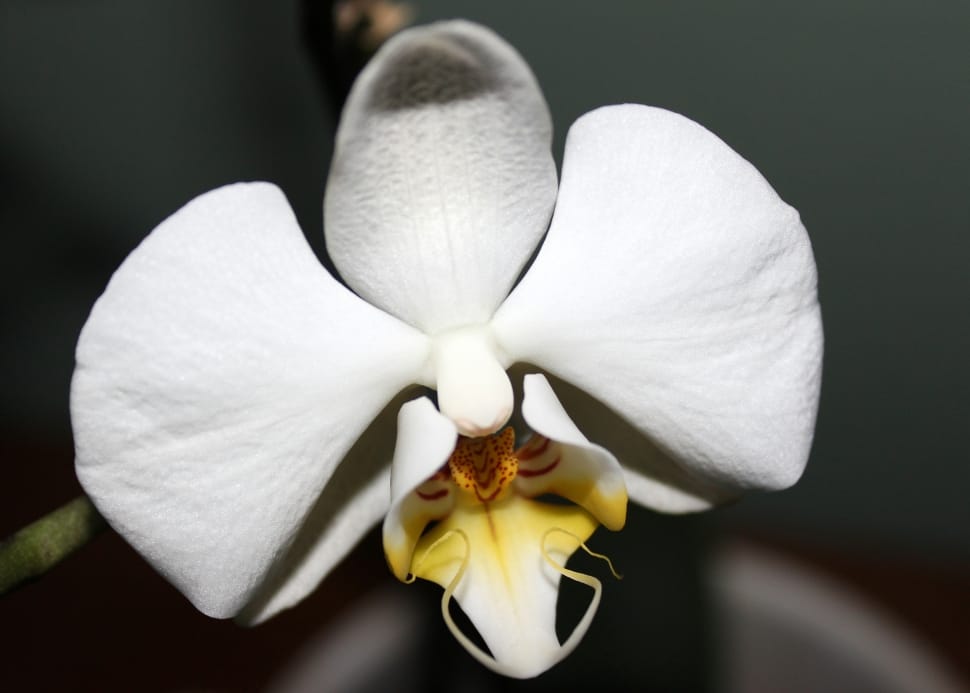 white moth orchid preview