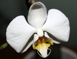 white moth orchid thumbnail