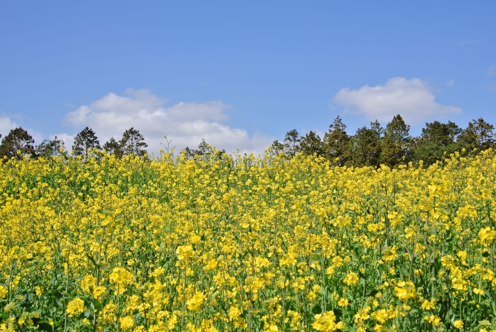 yellow flower field preview
