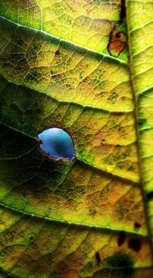 green leaf with hole thumbnail