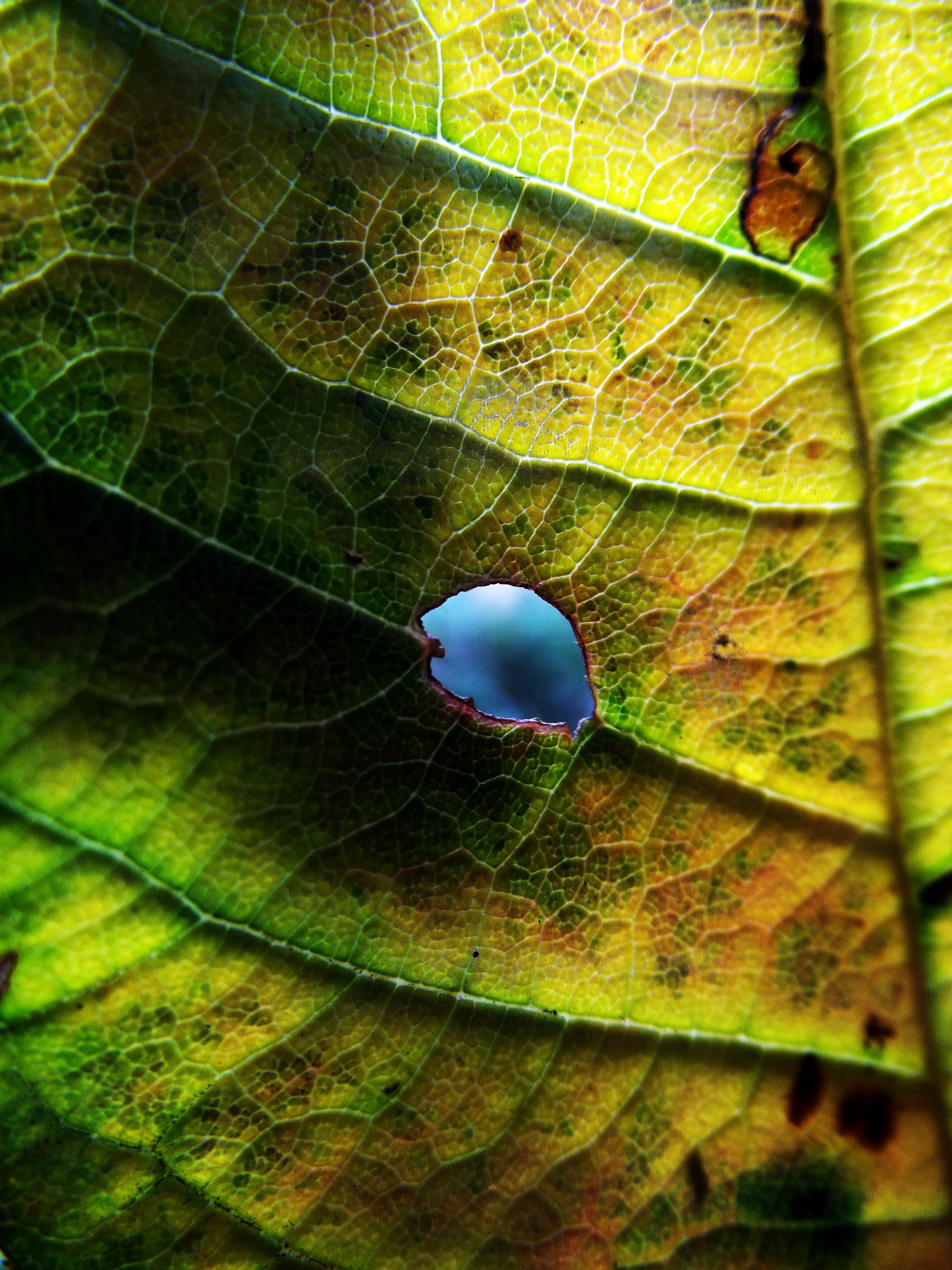 green leaf with hole