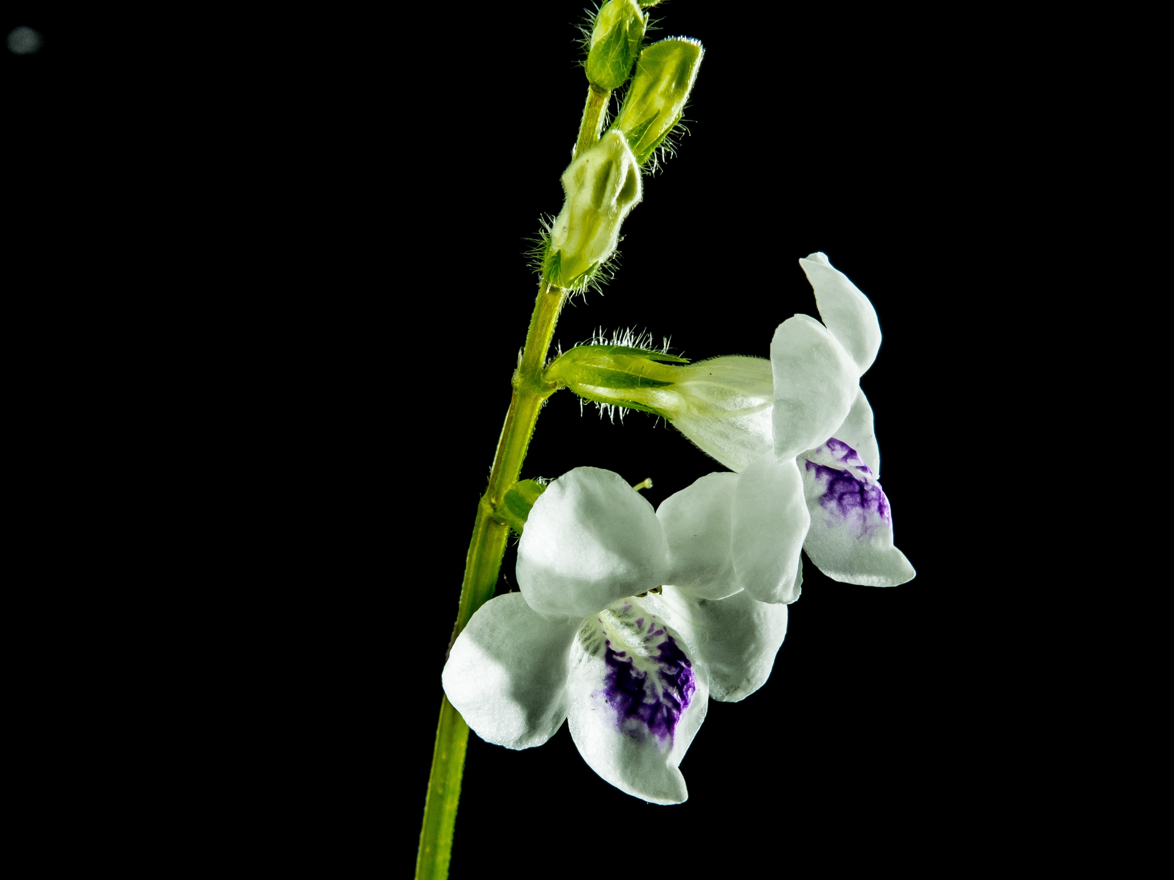 white trumpet petaled flowers