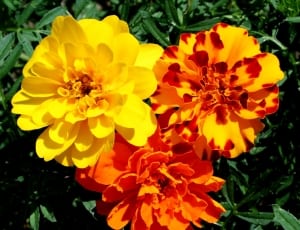 yellow and red multi petaled flowers thumbnail