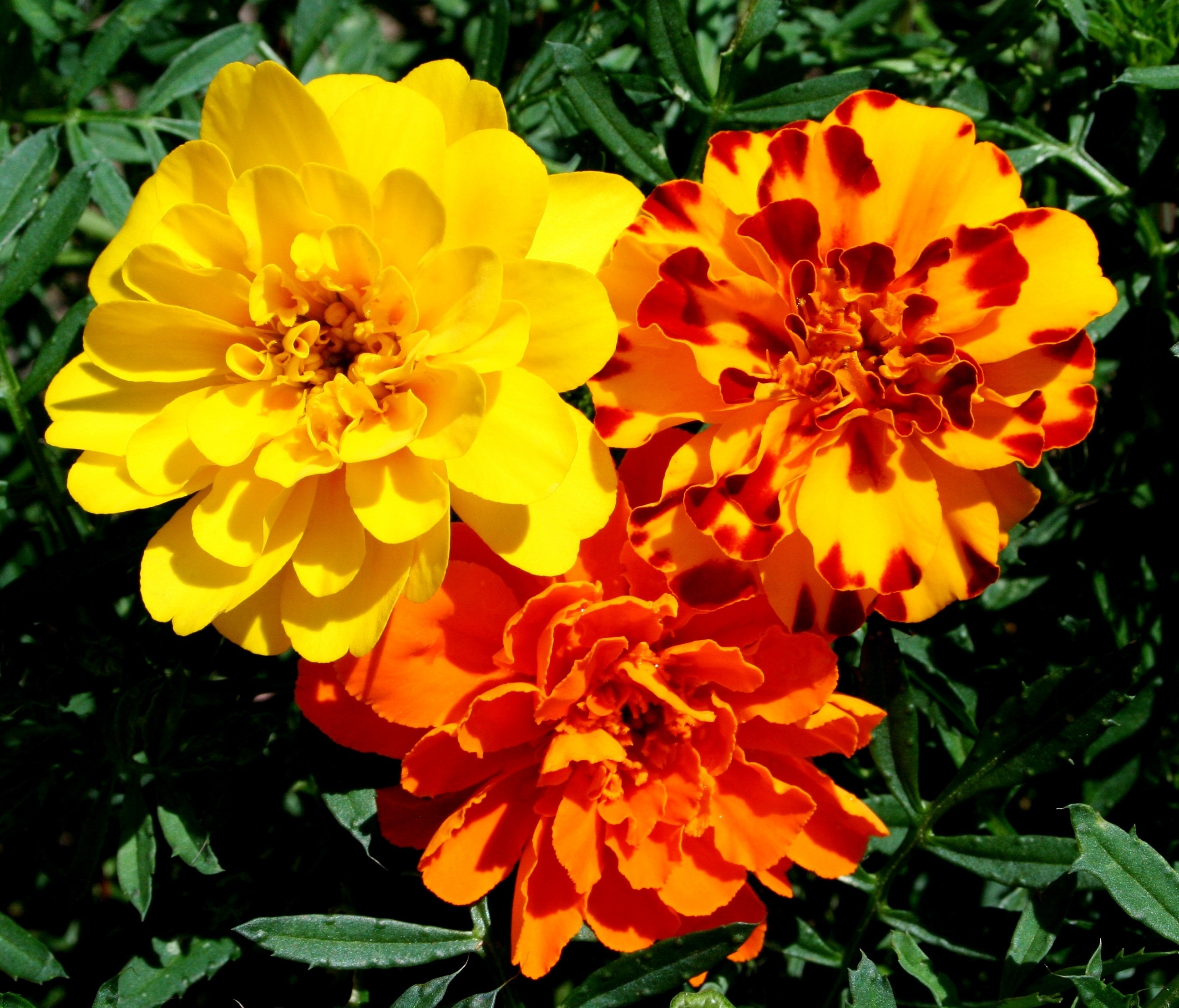 yellow and red multi petaled flowers
